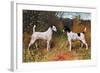 Two Fox Terriers-null-Framed Art Print