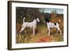 Two Fox Terriers-null-Framed Art Print