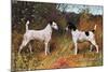 Two Fox Terriers-null-Mounted Art Print