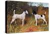 Two Fox Terriers-null-Stretched Canvas