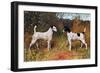 Two Fox Terriers-null-Framed Art Print