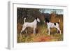 Two Fox Terriers-null-Framed Art Print