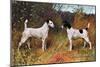 Two Fox Terriers-null-Mounted Art Print