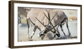 Two Gemsbok Bulls (Oryx Gazella) Males Fighitng, Etosha National Park, Namibia-Wim van den Heever-Framed Photographic Print