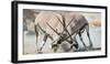 Two Gemsbok Bulls (Oryx Gazella) Males Fighitng, Etosha National Park, Namibia-Wim van den Heever-Framed Photographic Print