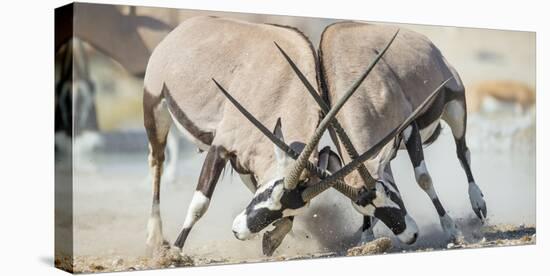 Two Gemsbok Bulls (Oryx Gazella) Males Fighitng, Etosha National Park, Namibia-Wim van den Heever-Stretched Canvas