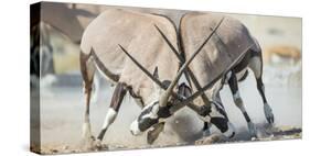 Two Gemsbok Bulls (Oryx Gazella) Males Fighitng, Etosha National Park, Namibia-Wim van den Heever-Stretched Canvas