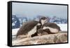 Two Gentoo penguin chicks sleeping huddled together, Antarctica-Franco Banfi-Framed Stretched Canvas