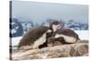 Two Gentoo penguin chicks sleeping huddled together, Antarctica-Franco Banfi-Stretched Canvas