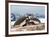 Two Gentoo penguin chicks sleeping huddled together, Antarctica-Franco Banfi-Framed Photographic Print