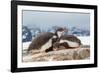 Two Gentoo penguin chicks sleeping huddled together, Antarctica-Franco Banfi-Framed Photographic Print