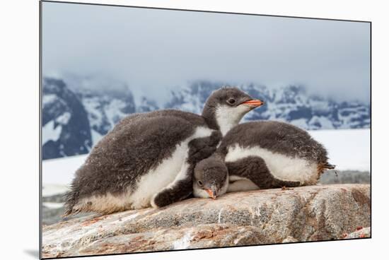 Two Gentoo penguin chicks sleeping huddled together, Antarctica-Franco Banfi-Mounted Photographic Print