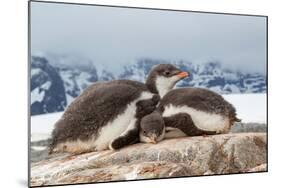 Two Gentoo penguin chicks sleeping huddled together, Antarctica-Franco Banfi-Mounted Photographic Print