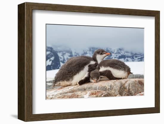 Two Gentoo penguin chicks sleeping huddled together, Antarctica-Franco Banfi-Framed Photographic Print