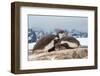 Two Gentoo penguin chicks sleeping huddled together, Antarctica-Franco Banfi-Framed Photographic Print