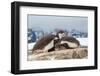 Two Gentoo penguin chicks sleeping huddled together, Antarctica-Franco Banfi-Framed Photographic Print