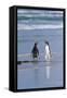 Two Gentoo Penguins (Pygoscelis Papua) Fighting on the Beach-Gabrielle and Michel Therin-Weise-Framed Stretched Canvas