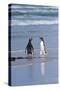 Two Gentoo Penguins (Pygoscelis Papua) Fighting on the Beach-Gabrielle and Michel Therin-Weise-Stretched Canvas