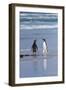 Two Gentoo Penguins (Pygoscelis Papua) Fighting on the Beach-Gabrielle and Michel Therin-Weise-Framed Photographic Print