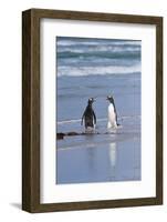 Two Gentoo Penguins (Pygoscelis Papua) Fighting on the Beach-Gabrielle and Michel Therin-Weise-Framed Photographic Print