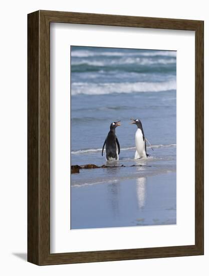 Two Gentoo Penguins (Pygoscelis Papua) Fighting on the Beach-Gabrielle and Michel Therin-Weise-Framed Photographic Print