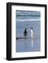 Two Gentoo Penguins (Pygoscelis Papua) Fighting on the Beach-Gabrielle and Michel Therin-Weise-Framed Photographic Print
