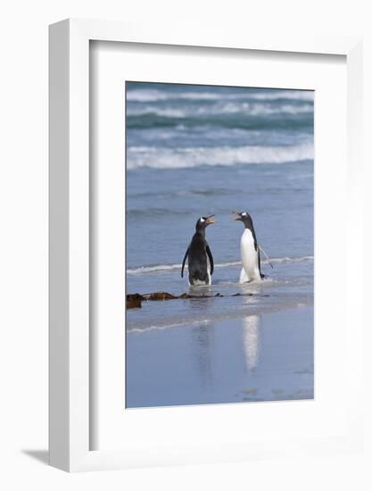 Two Gentoo Penguins (Pygoscelis Papua) Fighting on the Beach-Gabrielle and Michel Therin-Weise-Framed Photographic Print