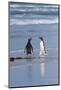 Two Gentoo Penguins (Pygoscelis Papua) Fighting on the Beach-Gabrielle and Michel Therin-Weise-Mounted Photographic Print