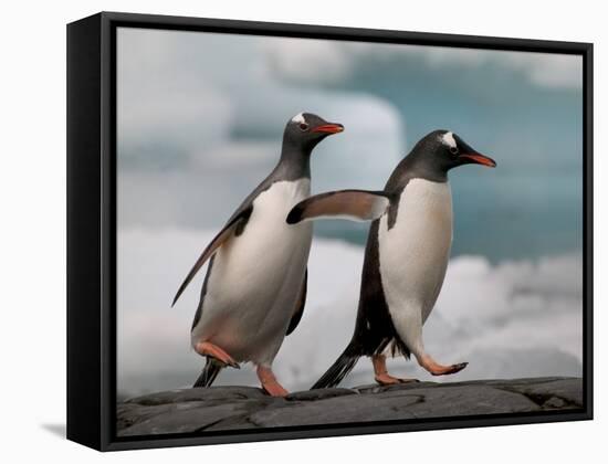 Two Gentoo Penguins-Darrell Gulin-Framed Stretched Canvas