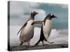 Two Gentoo Penguins-Darrell Gulin-Stretched Canvas
