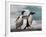 Two Gentoo Penguins-Darrell Gulin-Framed Photographic Print