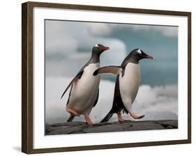 Two Gentoo Penguins-Darrell Gulin-Framed Photographic Print