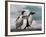 Two Gentoo Penguins-Darrell Gulin-Framed Photographic Print