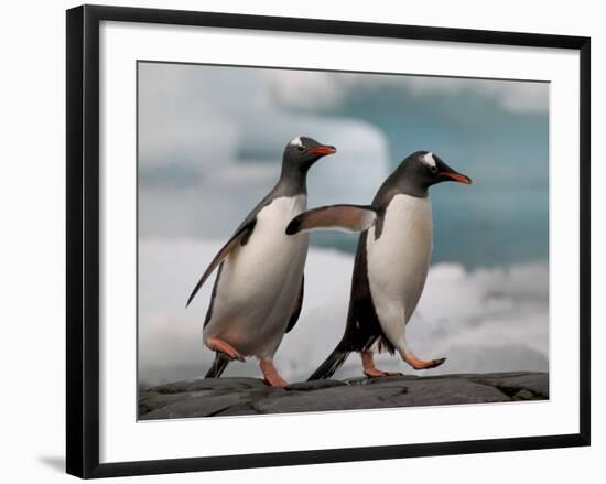 Two Gentoo Penguins-Darrell Gulin-Framed Photographic Print