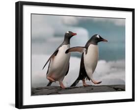 Two Gentoo Penguins-Darrell Gulin-Framed Photographic Print