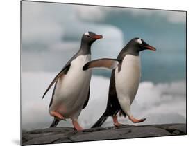 Two Gentoo Penguins-Darrell Gulin-Mounted Photographic Print