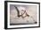 Two Geosternbergia Pterosaurs Fighting over Small Fish-null-Framed Art Print