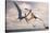 Two Geosternbergia Pterosaurs Fighting over Small Fish-null-Stretched Canvas