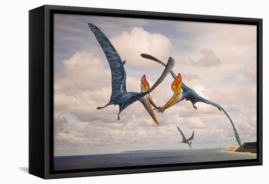 Two Geosternbergia Pterosaurs Fighting over Small Fish-null-Framed Stretched Canvas