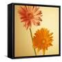 Two Gerbera Daisies-null-Framed Stretched Canvas