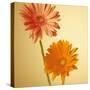 Two Gerbera Daisies-null-Stretched Canvas