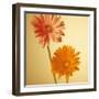 Two Gerbera Daisies-null-Framed Photographic Print