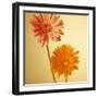Two Gerbera Daisies-null-Framed Photographic Print