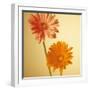 Two Gerbera Daisies-null-Framed Photographic Print