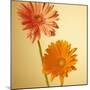 Two Gerbera Daisies-null-Mounted Photographic Print