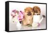 Two German (Pomeranian) Spitz Puppies And Flowers On White Background-Lilun-Framed Stretched Canvas