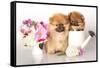 Two German (Pomeranian) Spitz Puppies And Flowers On White Background-Lilun-Framed Stretched Canvas