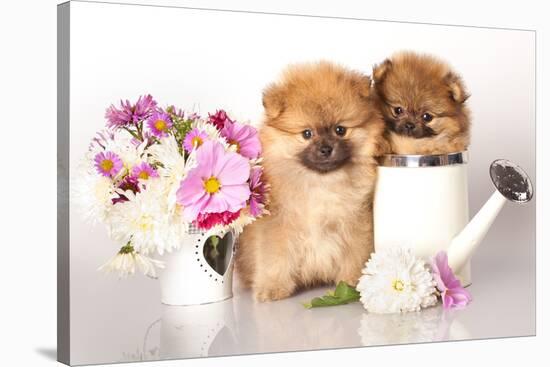 Two German (Pomeranian) Spitz Puppies And Flowers On White Background-Lilun-Stretched Canvas