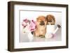 Two German (Pomeranian) Spitz Puppies And Flowers On White Background-Lilun-Framed Photographic Print