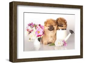 Two German (Pomeranian) Spitz Puppies And Flowers On White Background-Lilun-Framed Photographic Print